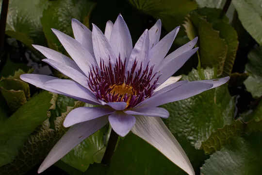 下载与安装情景图